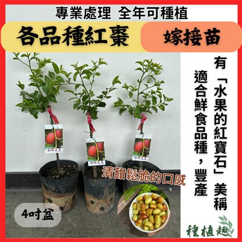 紅棗盆栽|種植紅棗